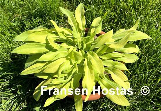 Hosta Going Bananas